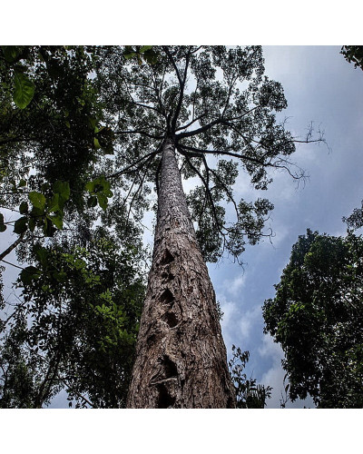 Canarium Strictum Dammar