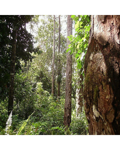 Shorea Wiesneri Copal White