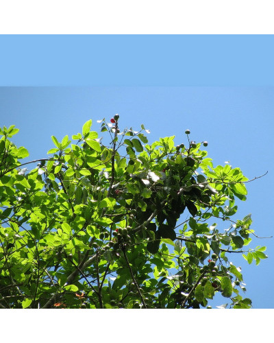 Protium Crassipetalum Copal Gold