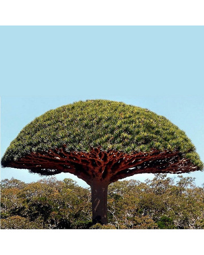 Daemonorops Draco Dragons Blood