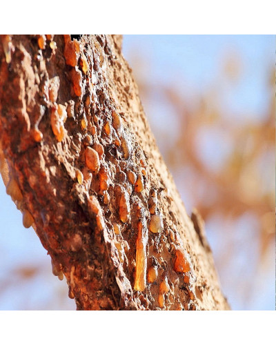 Commiphora Myrrha Myrrh