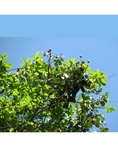 Protium Crassipetalum Copal Gold