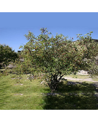 Protium Crassipetalum Copal Gold