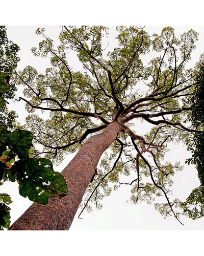 Shorea Wiesneri Copal White