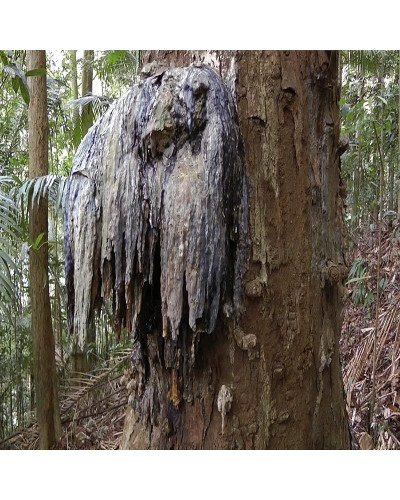 Canarium Strictum Dammar