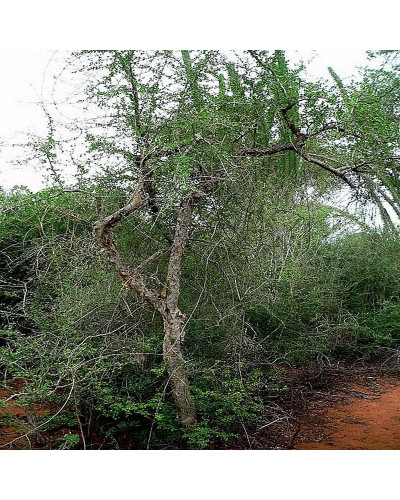Commiphora Erythrea Opopanax