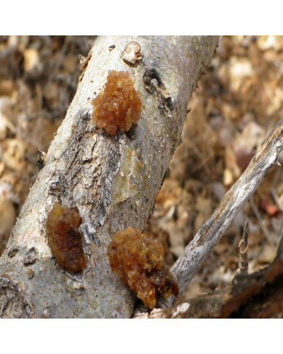 Commiphora Erythrea Opopanax