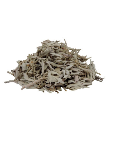 Salvia Apiana White Sage