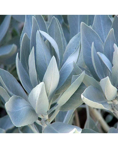 Salvia Apiana White Sage