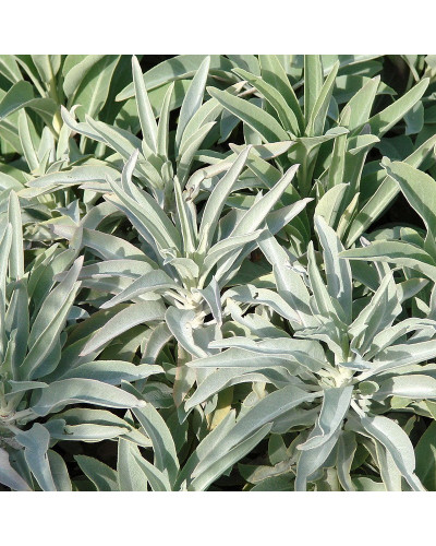 Salvia Apiana White Sage