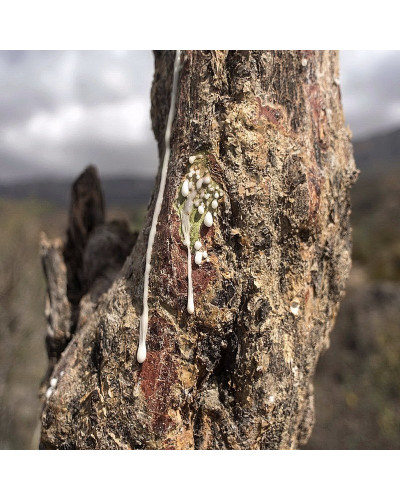 Boswellia Serrata Frankincense