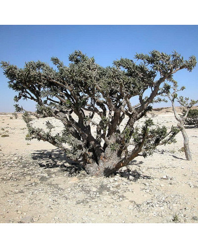 Boswellia Serrata Frankincense