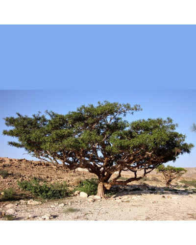 Commiphora Myrrha Myrrh
