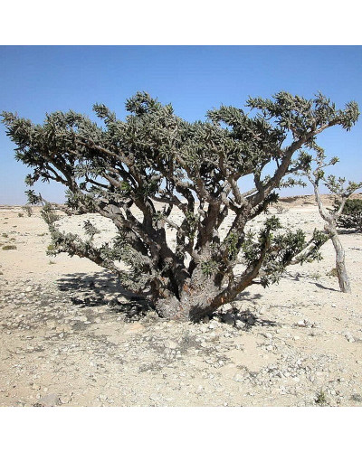 Boswellia Serrata Frankincense