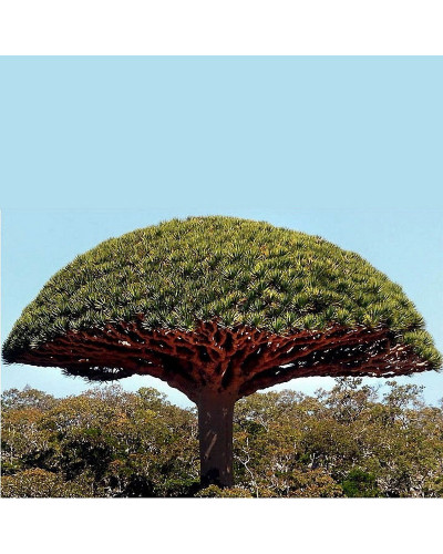 Daemonorops Draco Dragons Blood