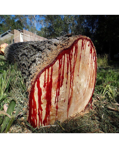 Daemonorops Draco Dragons Blood