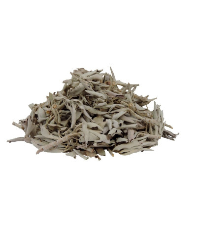 Salvia Apiana White Sage