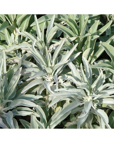 Salvia Apiana White Sage