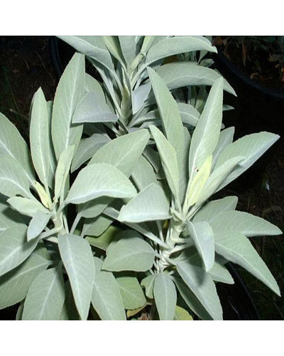 Salvia Apiana White Sage